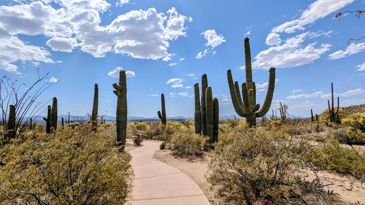 Saguaro National Park trail