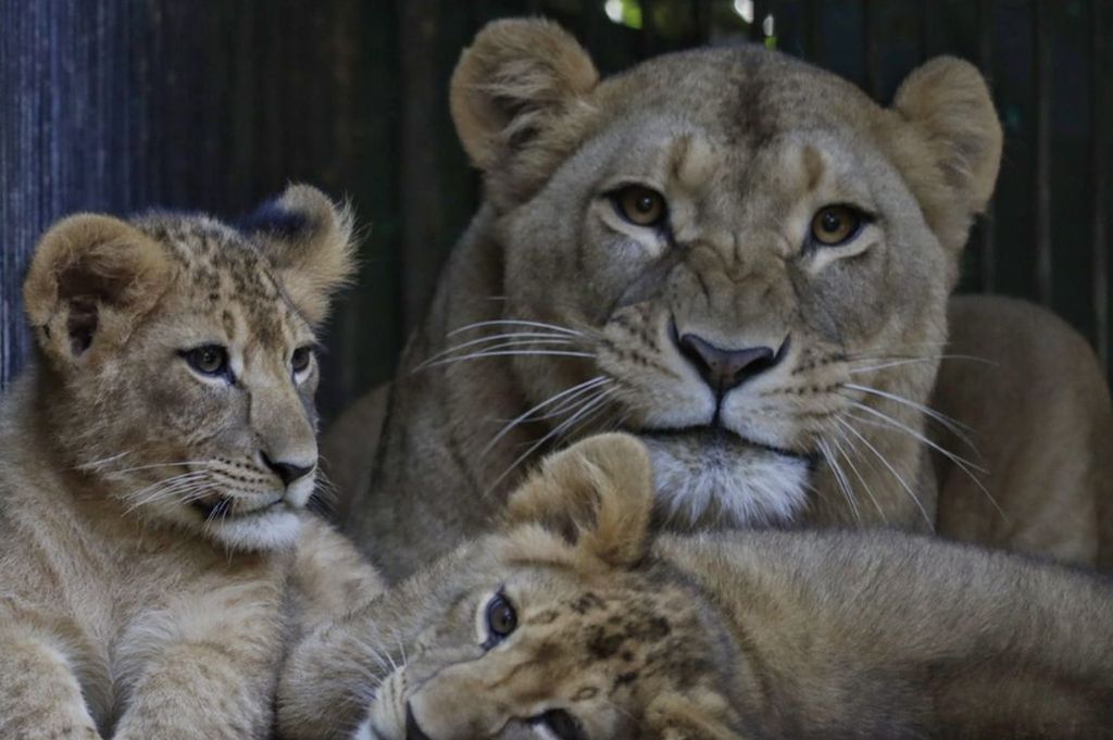 Zoo SP e Safari têm programações especiais para as férias de julho