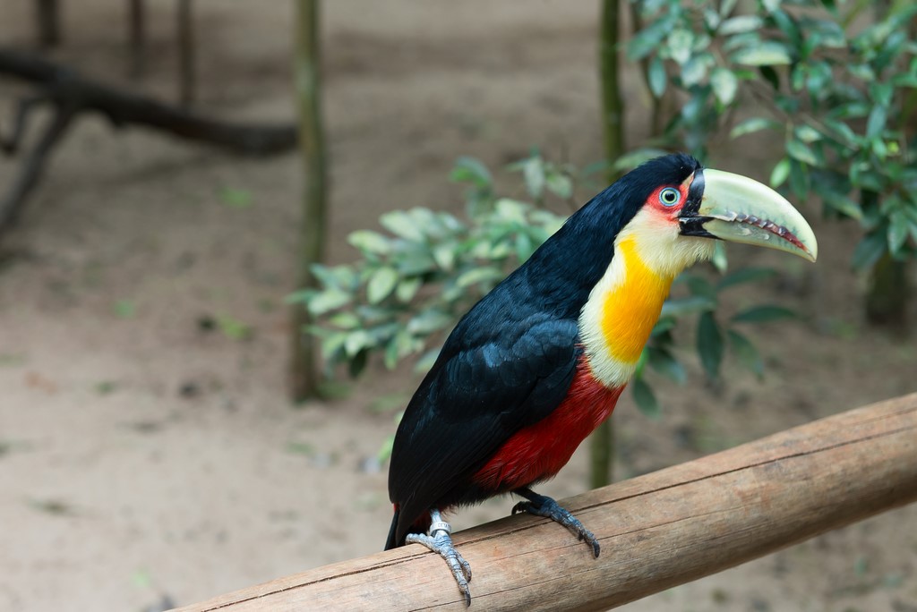 O que fazer em Foz do Iguaçu – 9 atrações imperdíveis