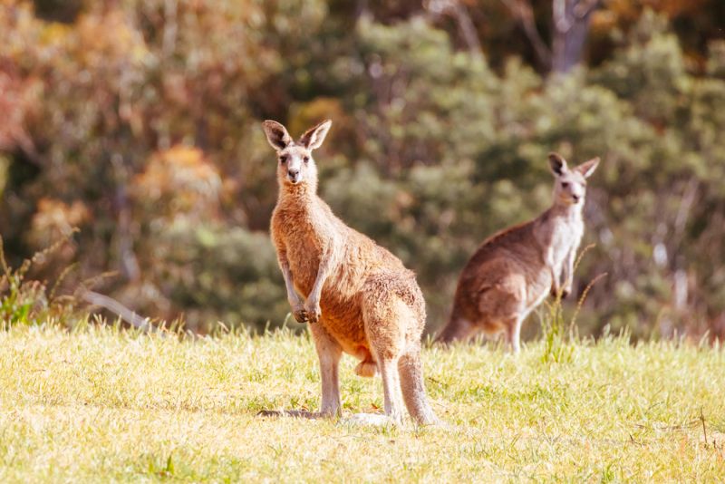 O que fazer em Melbourne, Austrália ~ 15 atrações e dicas