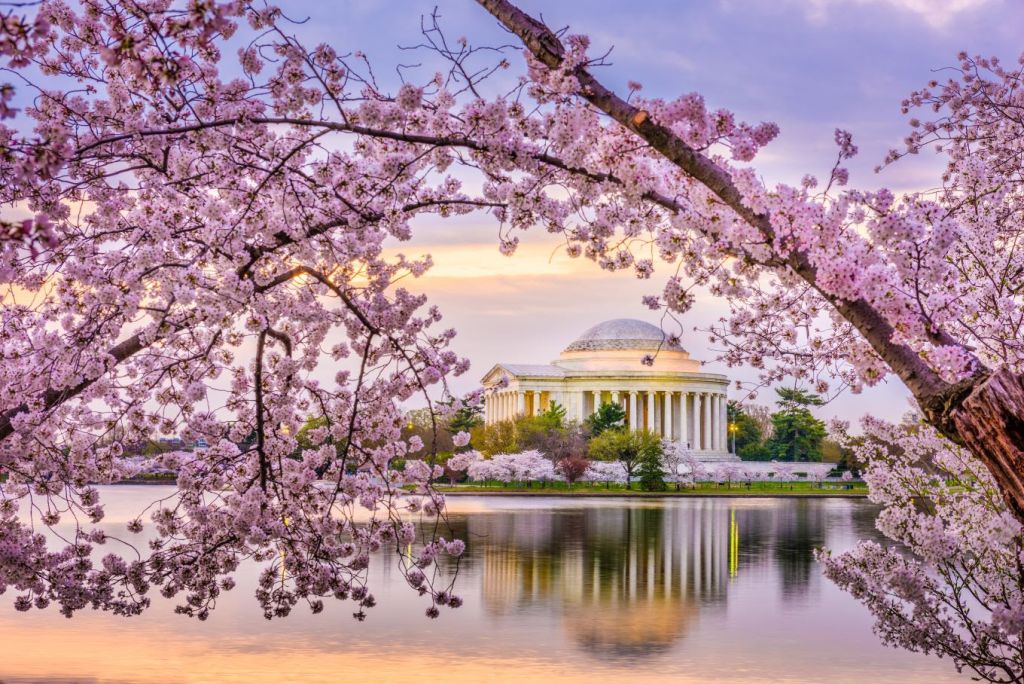 Quando e onde ver a florada das cerejeiras em Washington