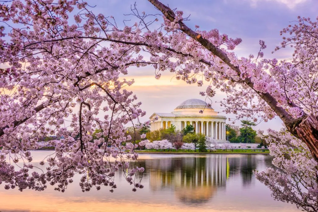 Quando e onde ver a florada das cerejeiras em Washington