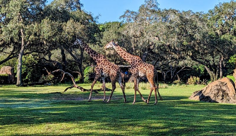 As melhores atrações do Animal Kingdom, na Disney World