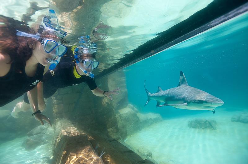 O que fazer no Discovery Cove, em Orlando - Atrações e dicas