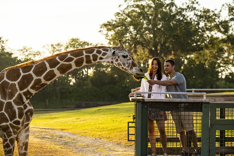 Roteiro no Busch Gardens – Principais atrações e dicas