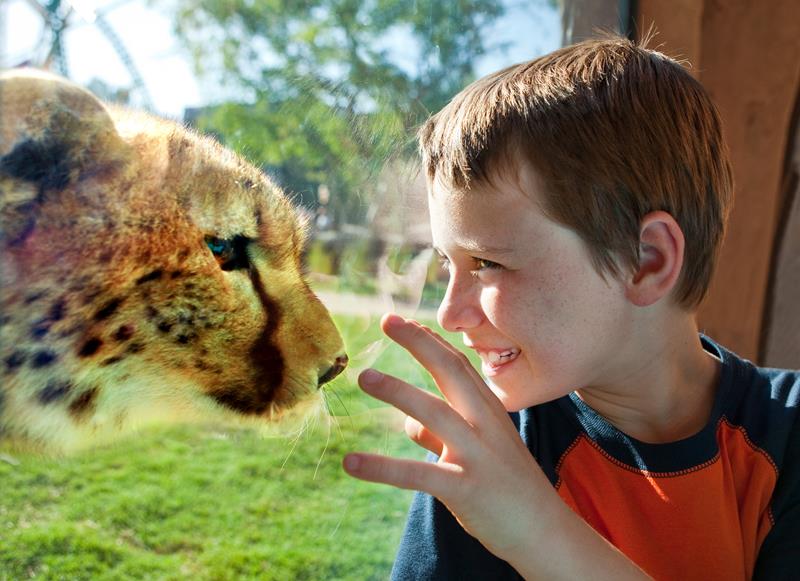 Roteiro no Busch Gardens – Principais atrações e dicas