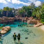 Discovery Cove – Conheça as novas experiências com animais