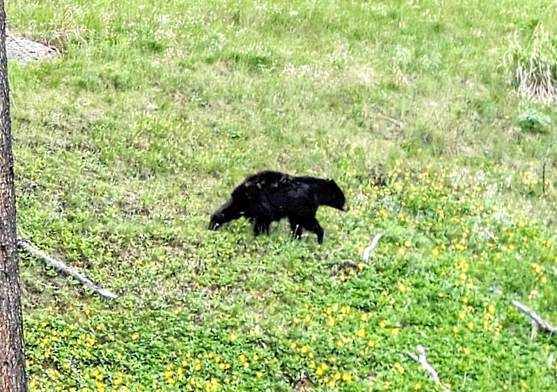 Yellowstone Park – Roteiro com as principais atrações e dicas