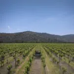 Matetic é uma das poucas vinícolas chilenas que aceitam crianças