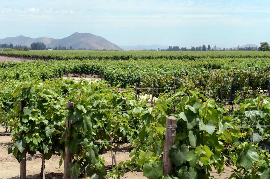 Como é o tour na Concha y Toro, vinícola perto de Santiago