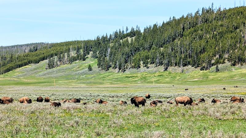 Yellowstone Park – Roteiro com as principais atrações e dicas