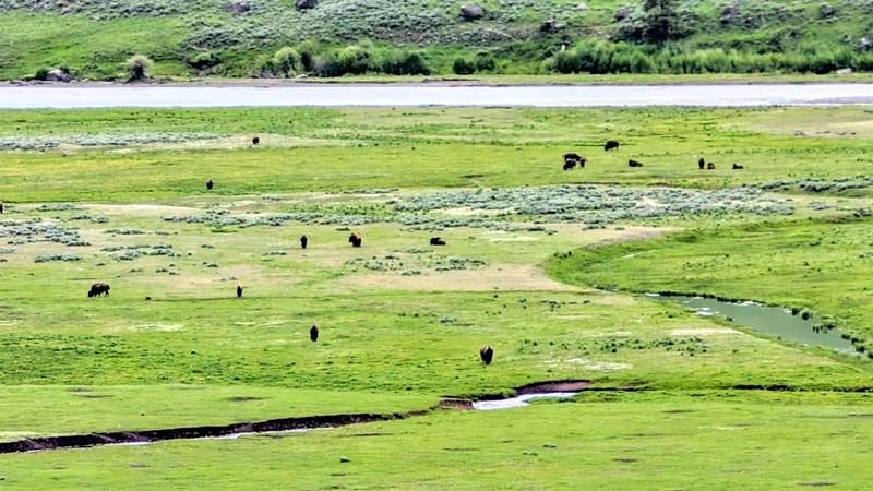 Yellowstone Park – Roteiro com as principais atrações e dicas