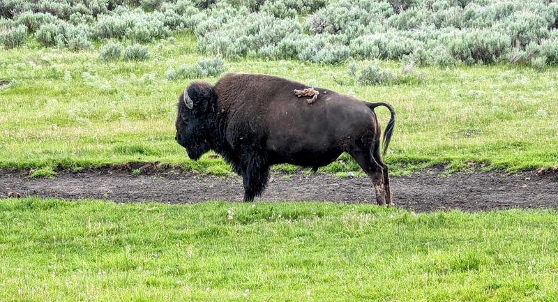 Yellowstone Park – Roteiro com as principais atrações e dicas