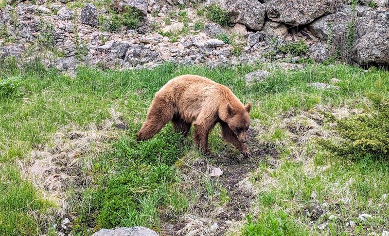 Yellowstone Park – Roteiro com as principais atrações e dicas