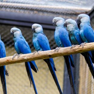 Zoológico de São Paulo tem novo espaço com ararinhas-azuis