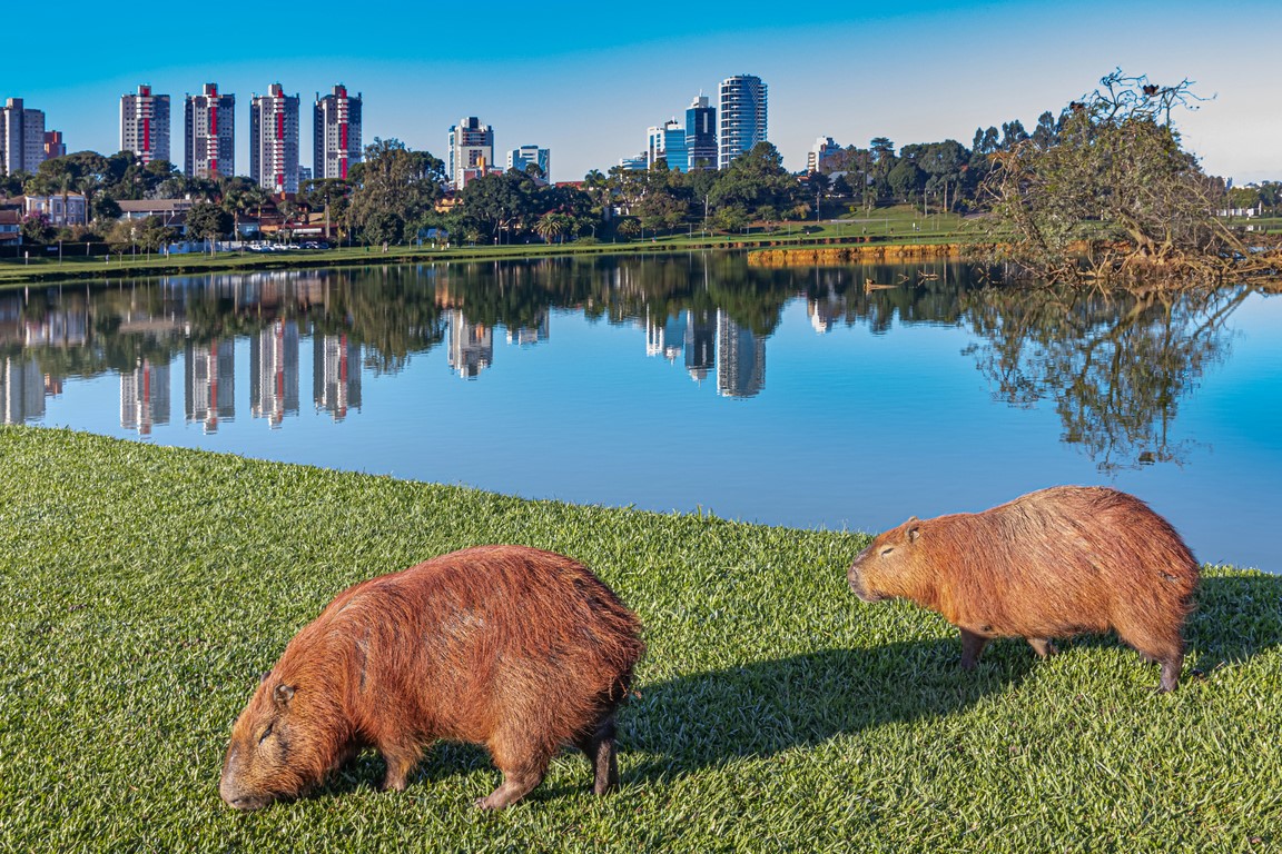 O que fazer em Curitiba – 16 atrações imperdíveis